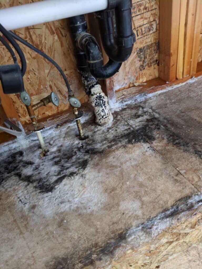 mold remediation in denver, CO