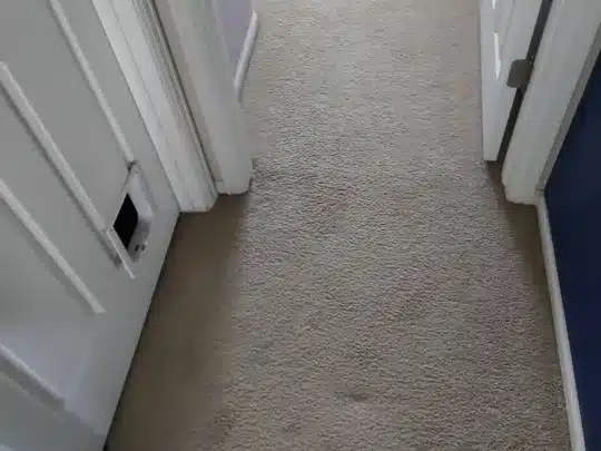 A hallway carpet with visible water damage