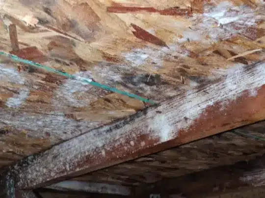 Ceiling and beams with white staining and discoloration.