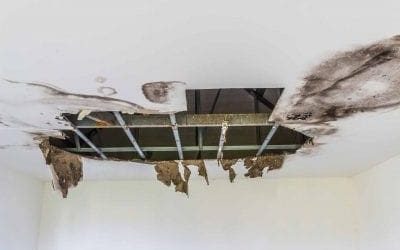 Mold Damage Restoration